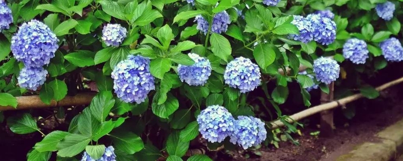 绣球花的具体养殖方法是什么，绣球花的生长习性有哪些