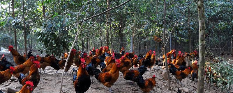 常见的林下养殖模式具体都有哪些，它们详细的操作流程是怎样的