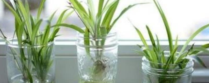 详解水培吊兰的养殖方法，附带具体的操作步骤