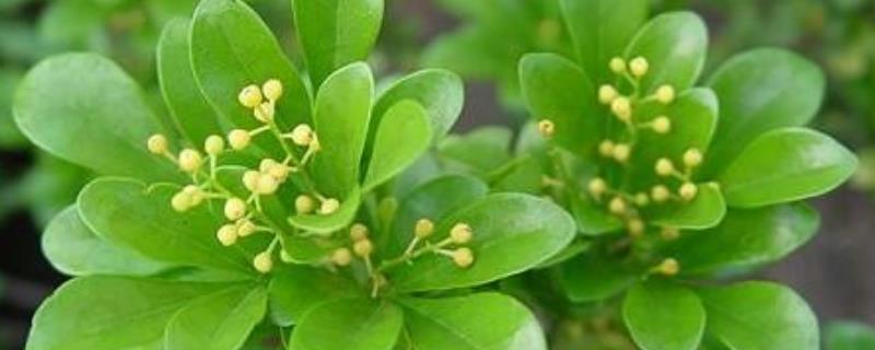 米兰花叶子掉了该怎么办才好，米兰花叶片掉落的常见原因