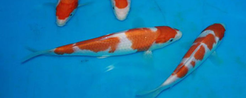 红白锦鲤鱼的市场售价多少钱一条，包括它们的优质挑选方法以及常见的品种分类