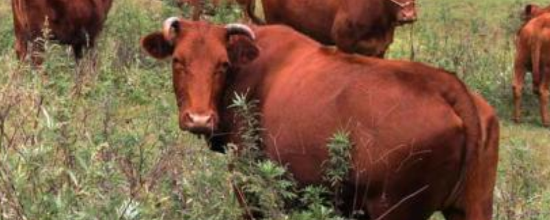 秦川牛的科学养殖技术有哪些，主要包含了以下这三个重要方面