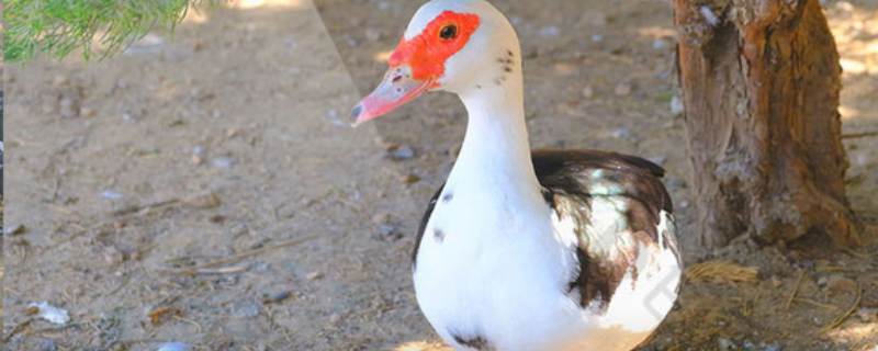 鸳鸯鸭高效养殖技术指南，它有哪些生长习性生产性能以及饲料配方建议