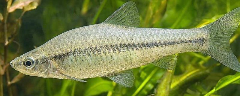 麦穗鱼的养殖技术包含哪些，在养殖过程中要注意进行消毒工作