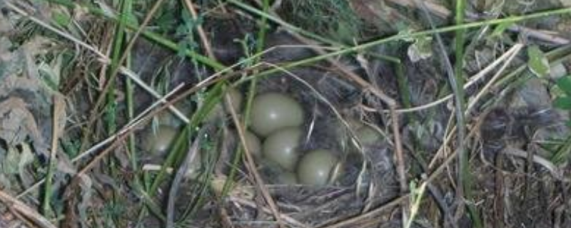 野鸡窝一般会在什么样的地方，它一年大概能生产多少窝鸡蛋呢