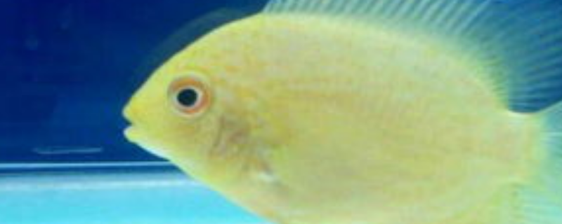 如何才能将菠萝鱼饲养得更好，应该从以下几个关键要点入手执行