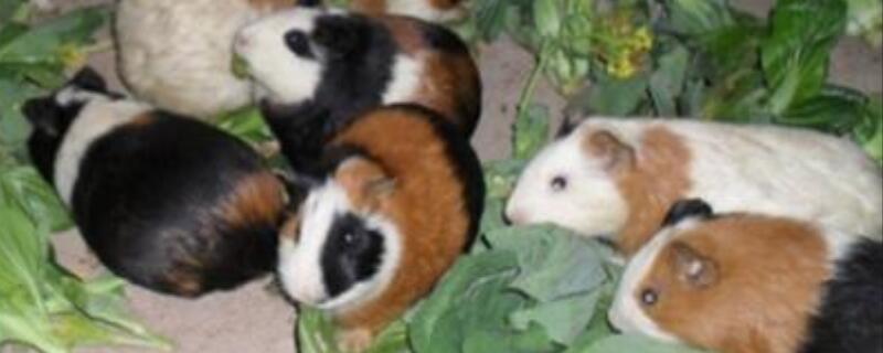 花毛豚的具体养殖技术有哪些，花毛豚未来的养殖前景怎么样