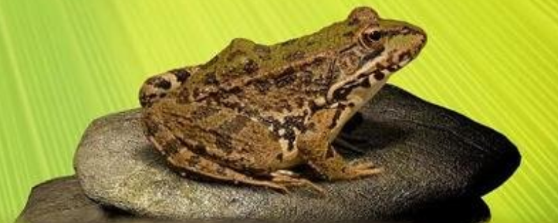 石蛙苗目前的市场价格及具体的养殖方法，石蛙养殖池的详细建设方案