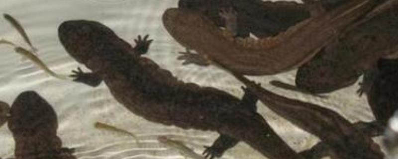 娃娃鱼养殖如何日常管理，有哪些注意事项