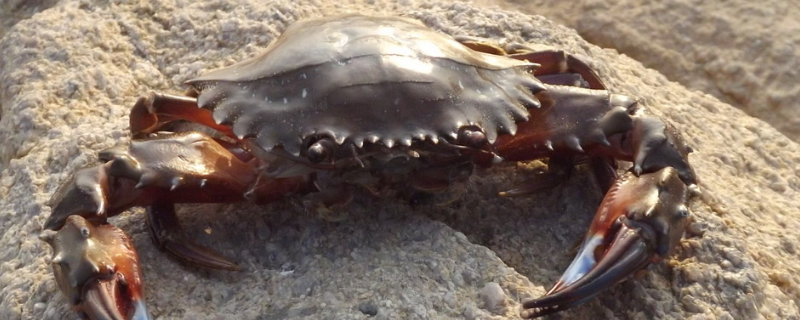 高温季节应该如何正确养殖螃蟹，必须要努力做到以下四个核心要点