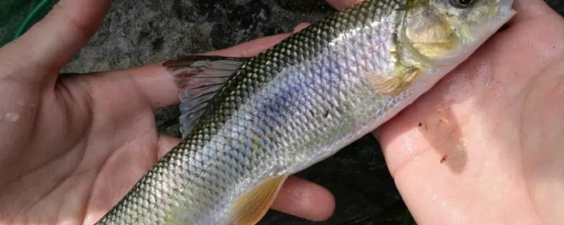 如何进行鲴鱼夏花与大规格鱼种的培育，附带详细的病虫害防治技术措施