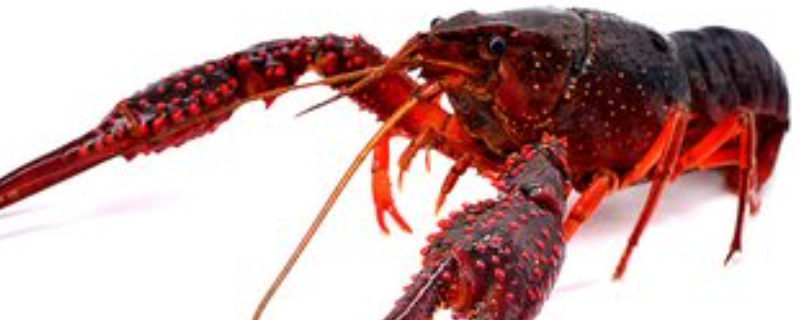 龙虾苗的详细培育技术有哪些，关于龙虾亲虾的培育要点有哪些