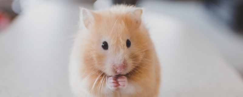 金丝熊究竟应该怎么养才好，金丝熊食物该如何进行选择呢