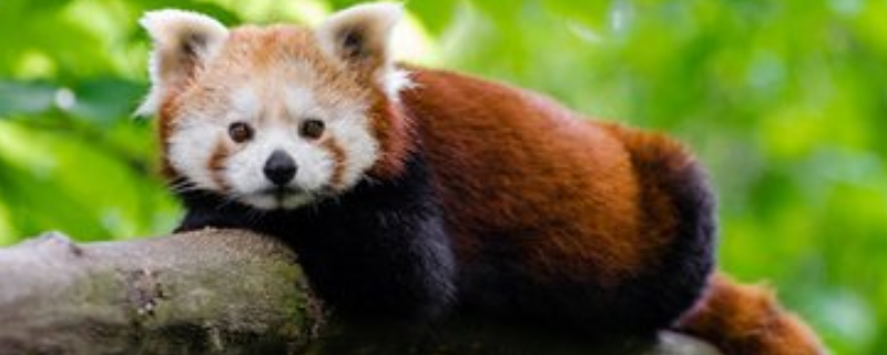 小熊猫具体吃哪些食物，小熊猫有哪些独特的生活习性