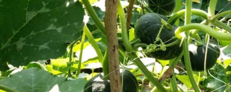 南瓜究竟属于热性还是凉性，附带食用南瓜有什么好处和功效