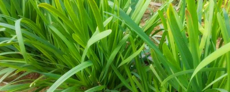 韭菜在什么时候播种最好，附带种植韭菜需要具备什么条件