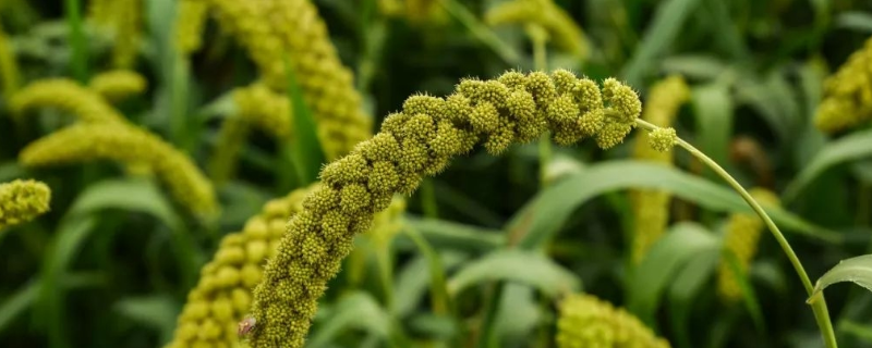 小米的具体种植技术，主要包括了以下几种