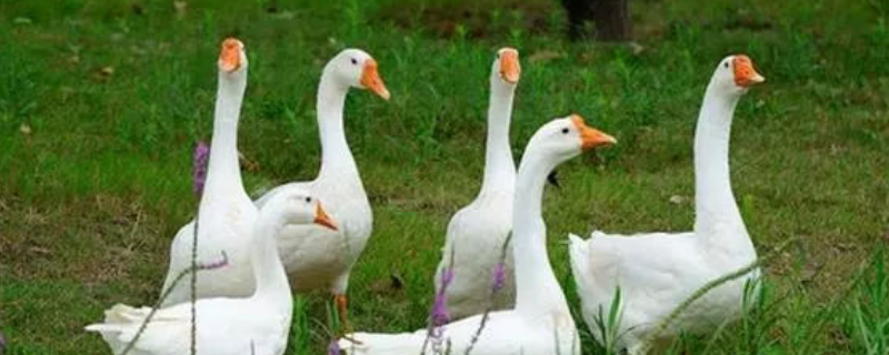 后备种鹅的饲养管理技术有哪些，需要注意做好日常的疫病防治工作