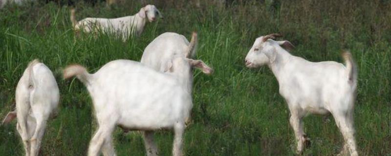 羊口疮的防治方法有哪些，这里有具体的临床症状表现