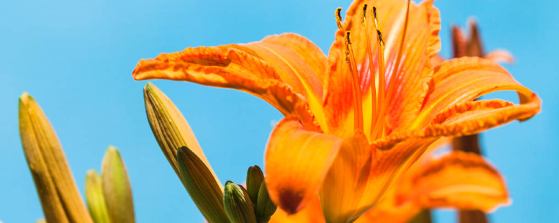 黄花菜的种植技术有哪些，主要包括哪三个核心方面
