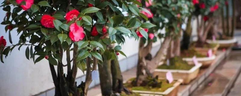 盆栽茶花应该如何养护才更好，它的生长习性是什么以及详细的繁殖方法