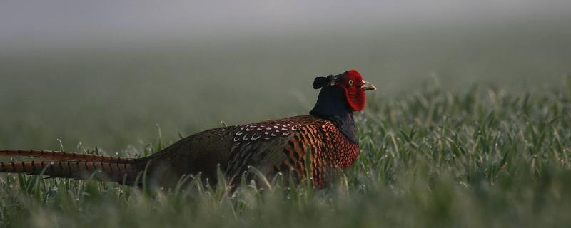 美国七彩山鸡的驯养技术有哪些，其详细的孵化方式是什么