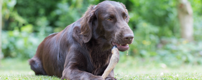 肉狗养殖饲料的具体配方，主要包含了五个核心方面