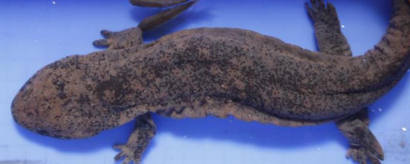 如何进行娃娃鱼养殖基地的专业设计，内部必须要具备完善的防逃跑设施