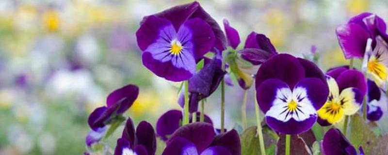 三色堇的种植方法有哪些，以及它的繁殖技巧与病虫害防治措施