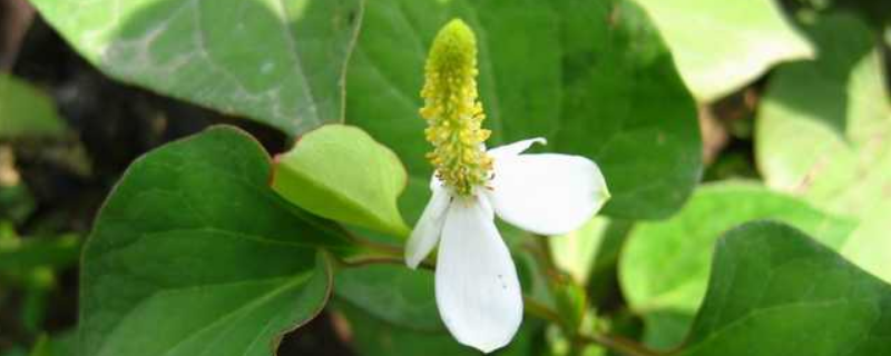 鱼腥草的种植前景怎么样，它的种植效益如何以及对种植环境的要求
