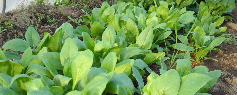 菠菜种子应该如何进行处理，这里有关于该过程的详细介绍