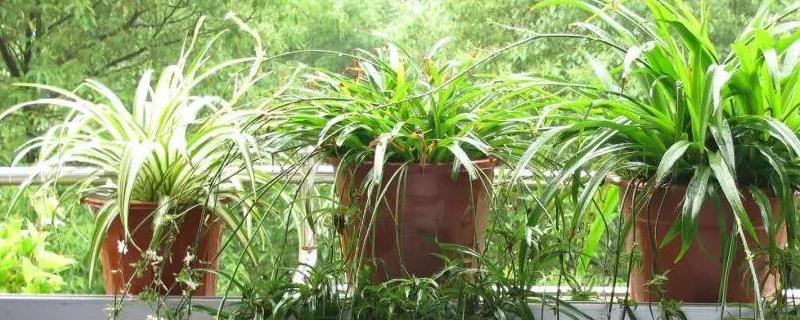 哪种品种的吊兰除甲醛效果更好，吊兰常见的品种具体都有哪些