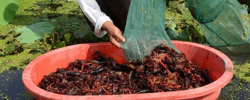 藕田小龙虾的具体养殖技术，另外附带详细的日常管理方法