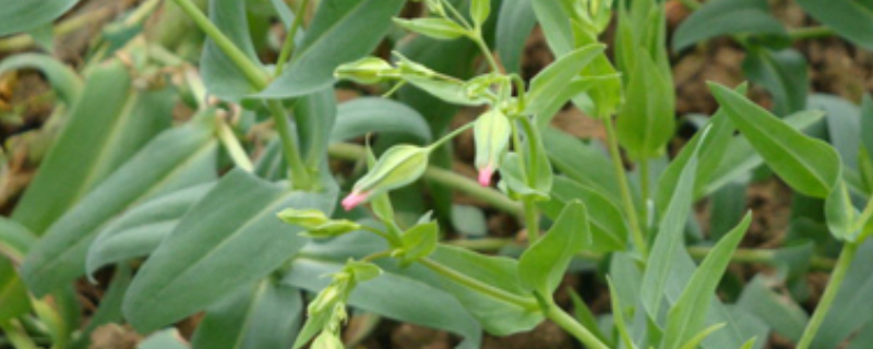 王不留行的种植技术有哪些，附带它的生长习性以及详细的播种技术