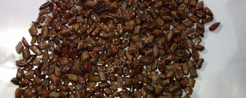 决明子种子的市场价格及具体种植方法，决明子的适宜生长环境有哪些