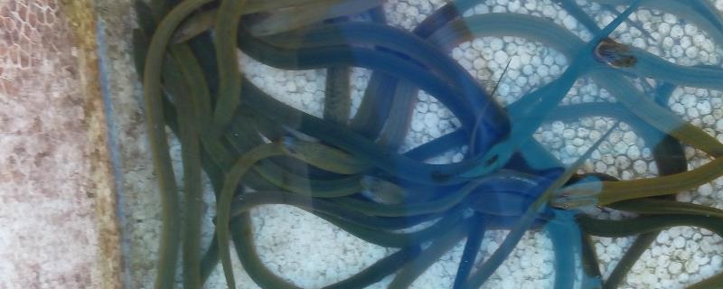 黄鳝养殖失败的八大原因具体有哪些总结，附带常见的黄鳝种类解析