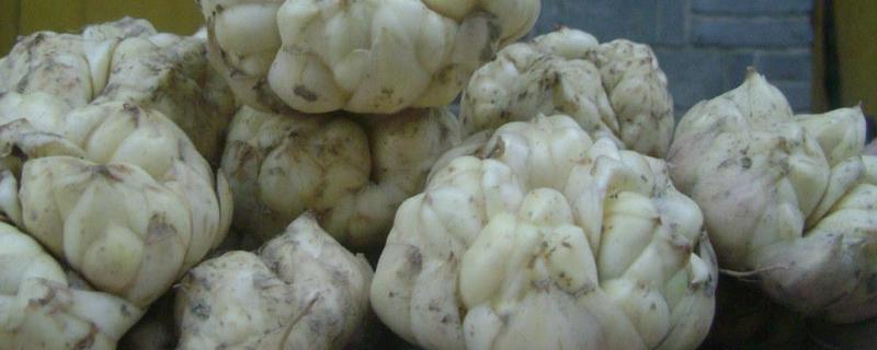 百合种子应该怎么种植，百合如何繁殖以及怎么养殖才能长得更好