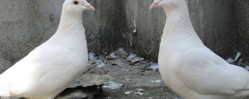 种用童鸽的管理措施要点，必须要悉心照料