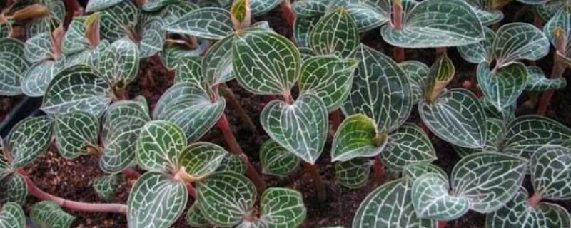 种植金线莲的前景真的广阔吗，以及金线莲存在的种植风险有哪些