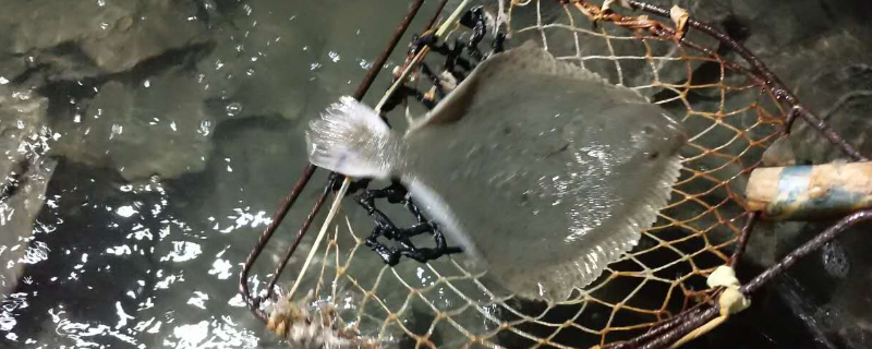 多宝鱼比目鱼左口鱼以及偏口鱼的区别有哪些，请具体看如下这几个核心方面