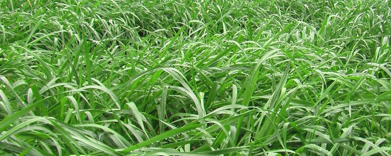 适合养兔的牧草品种如何选择，这些牧草的具体栽培方法有哪些