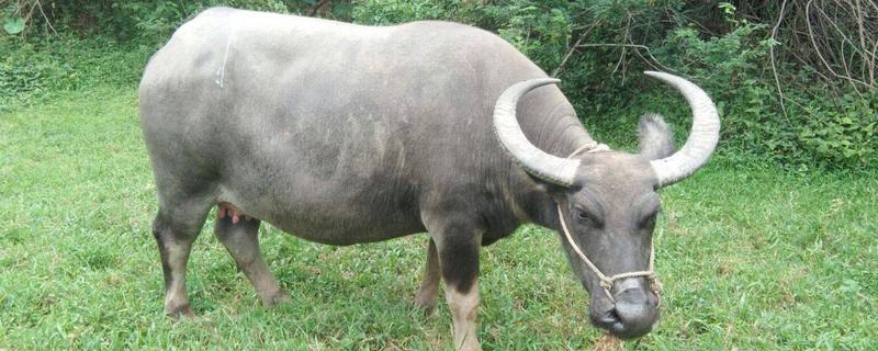 水牛养殖技术有哪些，水牛的主要饲养类型包括什么
