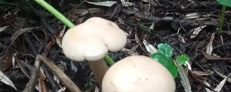 草菇到底能不能吃，怀孕期间的女性是否可以食用呢