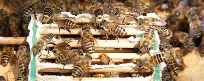 蜂群在什么情况下会发生围王现象,为您详细介绍这六种具体的情况