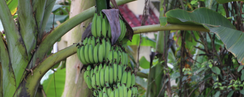 野香蕉目前市场价格是多少钱一斤，关于野香蕉的具体产地都在哪里