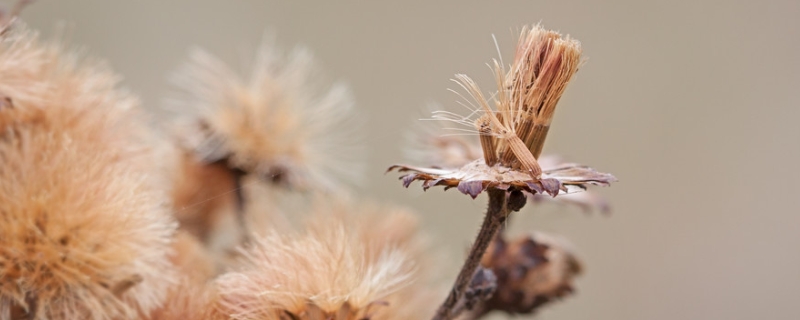 柴胡种子现在的市场价格是多少钱一斤，关于柴胡的详细种植技术介绍
