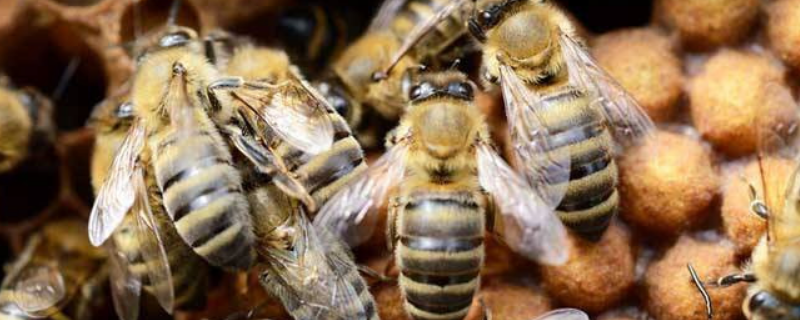 如何让中蜂介王达成百分百成功率，为你深度解析介王的底层原理