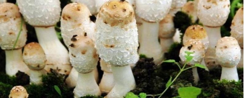 鸡腿菇的高产种植技术有哪些，鸡腿菇应该如何进行覆土管理工作
