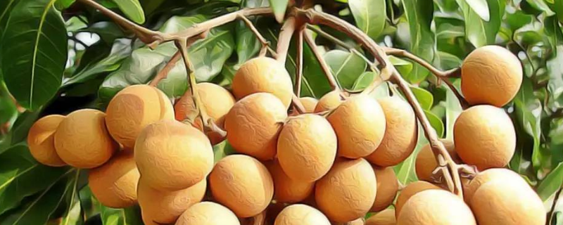 龙眼蜜和百花蜜有什么具体的区别，可以从蜜源营养外观口感以及价格上面来区分吗