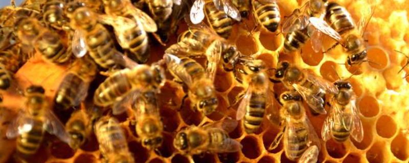 如何科学养殖蜜蜂的方法及日常注意事项，以及怎样挑选优良的蜂种